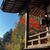 【間に合った紅葉＆間に合わなかった紅葉(T-T)】