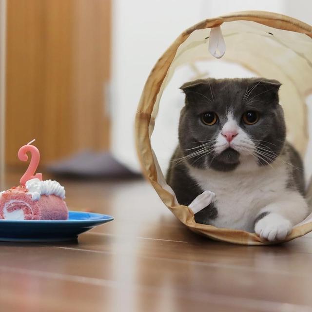 いくら、2歳の誕生日