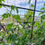 6月3日のバルコニー菜園。大雨にも負けず育ってます！