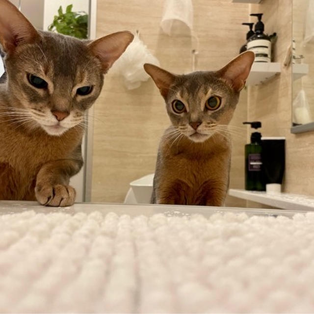 8月8日は「世界猫の日」ということで、集合写真なのだけど…