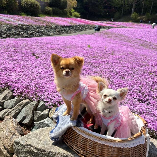 初芝桜❀(✿´꒳`)ﾉ❀2025.4.30