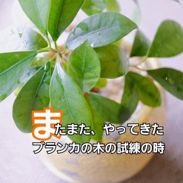 ブランカの精霊がやどるガジュマル、今、試練の時
