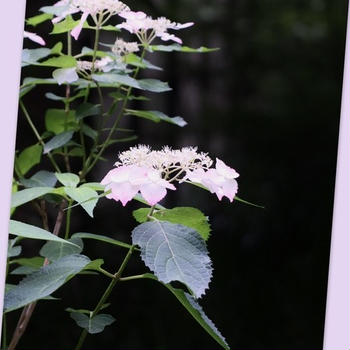 紫陽花とか・・・