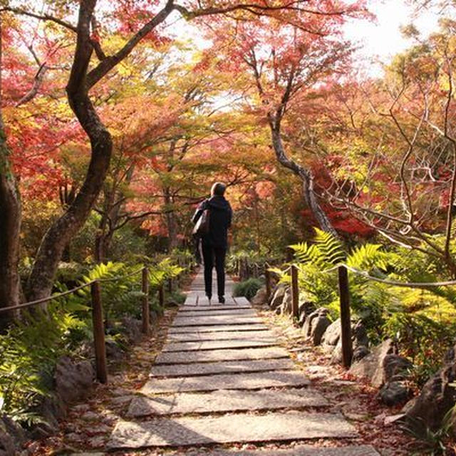 京都　宝筐院の紅葉♪