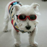 愛犬がサングラス！？白内障予防のために“DOGGLES”デビューし…たい件