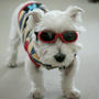 愛犬がサングラス！？白内障予防のために“DOGGLES”デビューし…たい件