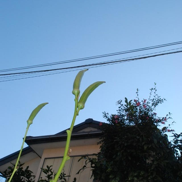 電線倶楽部//上から目線って笑えるわい。