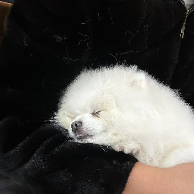 ポメラニアンの柴犬カット（らしきスタイル）に挑戦！（笑）