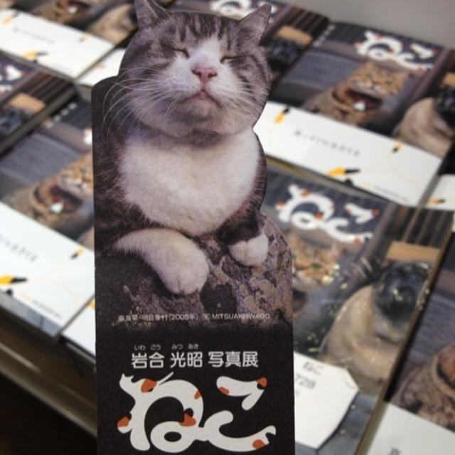 岩合光昭＊写真展 ねこ展いってきました！
