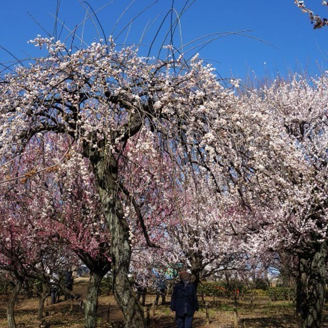 ■ウォーキング続（３）【相模原北公園の梅園が満開で素敵でした❤】