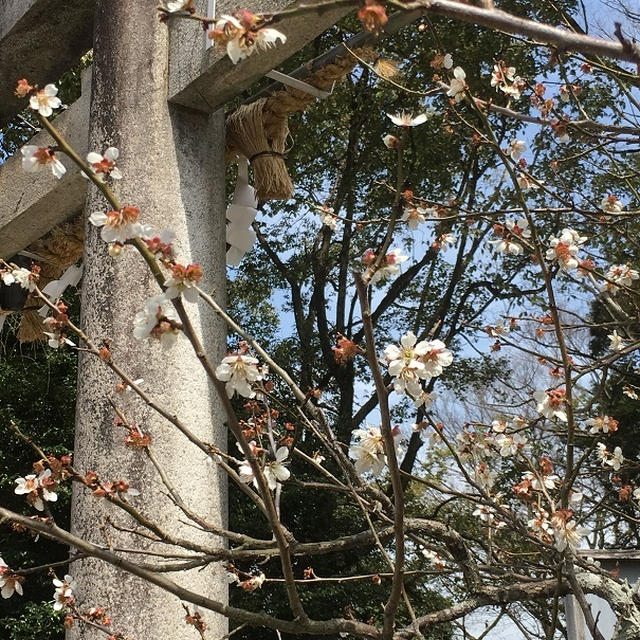 女磨き会が行われる[未]の刻には何に気をつけたらシミにいいの？