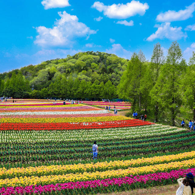 【大迫力！２０万本のチューリップが咲き誇る】2019年　世羅高原農場「チューリップ祭り」