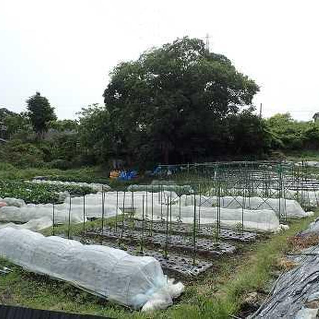 インゲンの莢&巡回指導☆葉山農園（５月中旬）
