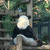 怖い絵展＆上野動物園のリーリー