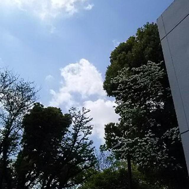 アメリカ花水木が翻る、夏に近づく空
