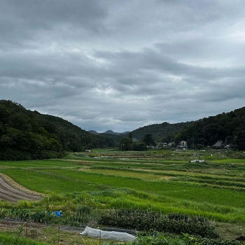 冬野菜発芽、ニンニク植え付け。