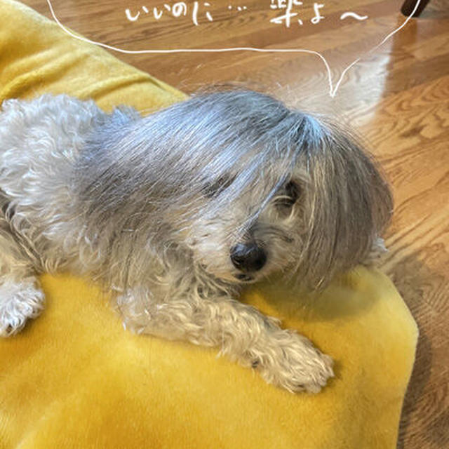 うっちゃんのシニア住宅村で起こったこと