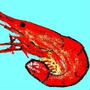 北海しまえびの話