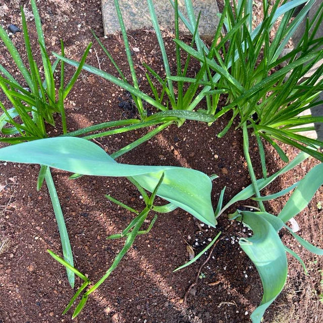 庭のキモ可愛い植物食べました´д` ;