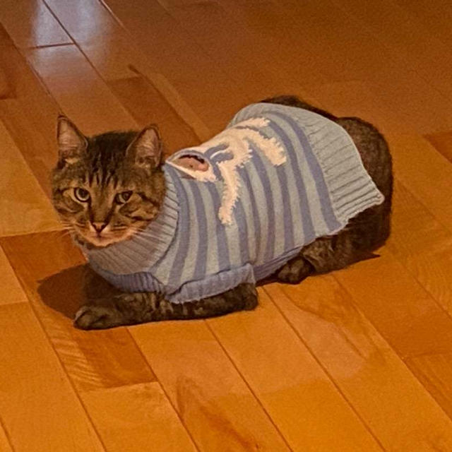 今日の寅次郎