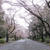 春の日本＿2017　⑼　♪ICUの桜とお鍋♪