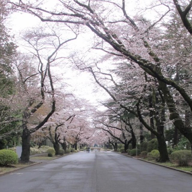 春の日本＿2017　⑼　♪ICUの桜とお鍋♪