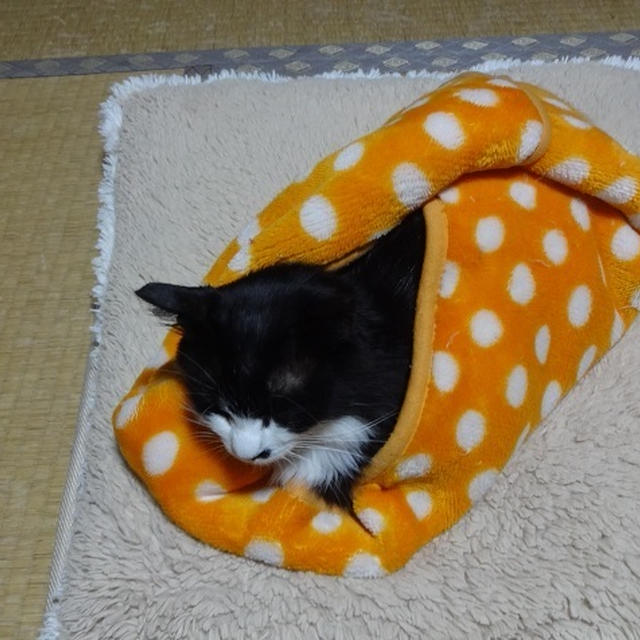 ごんぼさんNOW→→ぐっすり寝てる