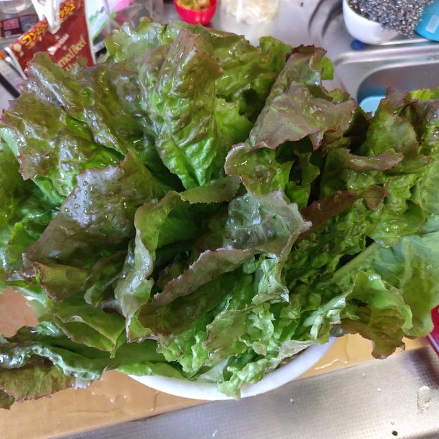 苦いレタスを山程貰う...