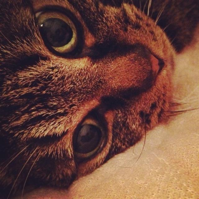 のっけもり