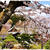 ■そうだ、お花見デートに行こう～♪(*´･∀･)ﾉ■ in 塩竈神社