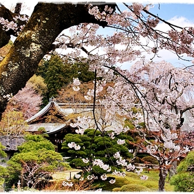 ■そうだ、お花見デートに行こう～♪(*´･∀･)ﾉ■ in 塩竈神社