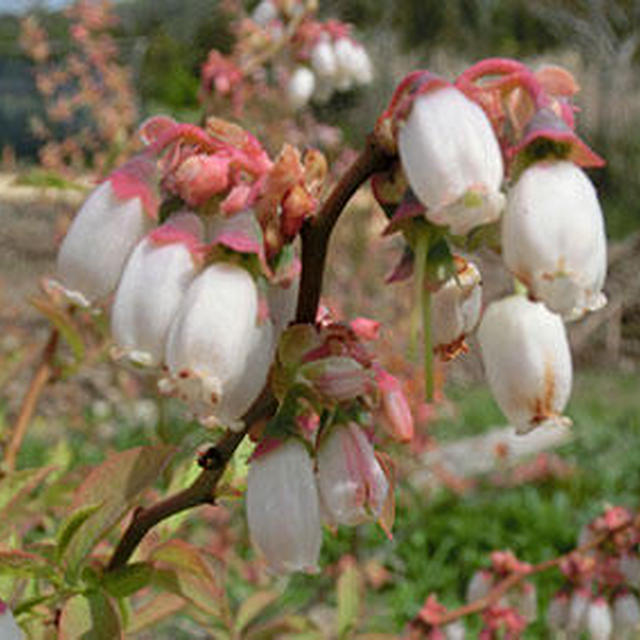ブルーベリーの花が満開♪