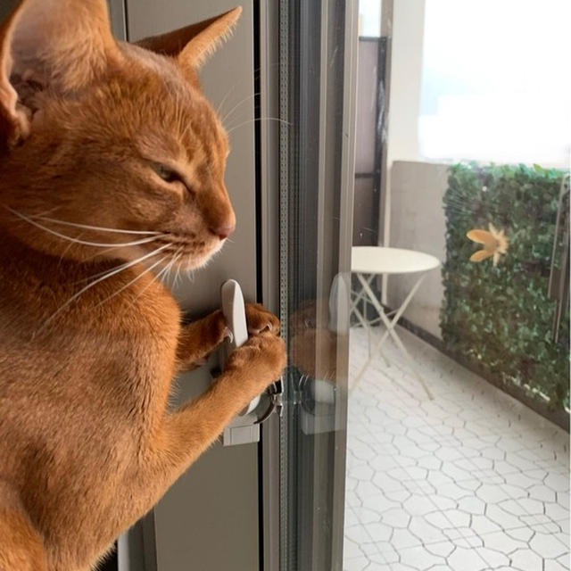 4日間窓に張り付いていた虫さんに、猫たちはドキドキ