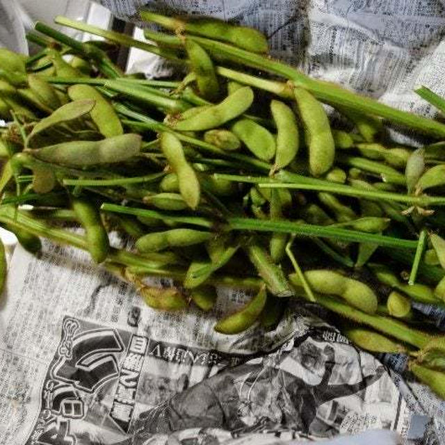 旬の野菜を食べよう(枝豆編)