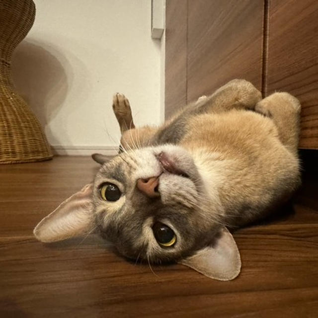 冬も猫が落ちてる