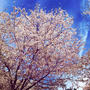 【Instagram】家族が帰国して、真央ちゃんが引退して、桜が散っていく。なんでだろう。始まりの季節だと言うのにこんなにしんみりするのは。#真央ロス #家族ロス #桜ロス #しんみり#桜 #清水公園