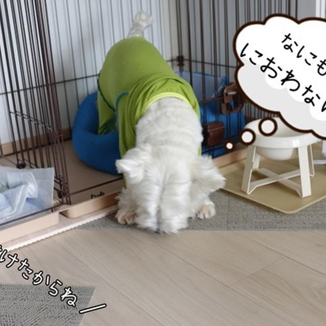 【犬グッズ】犬飼いの床の工夫