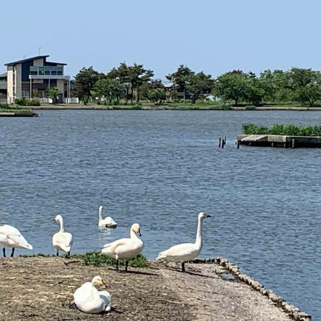 水原　瓢湖水きん公園の帰りそびれた白鳥さんとあやめ