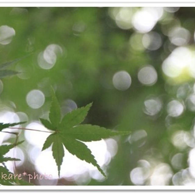 紅葉にはまだ遠い＆フォト保存について