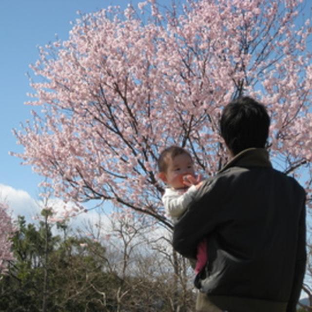 ピクニックのつもりが、お花見！？
