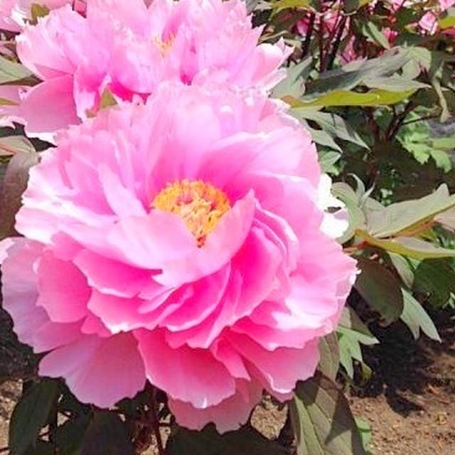 神戸市立須磨離宮公園へ