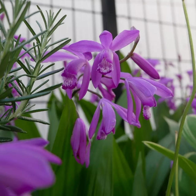 紫蘭の花2022