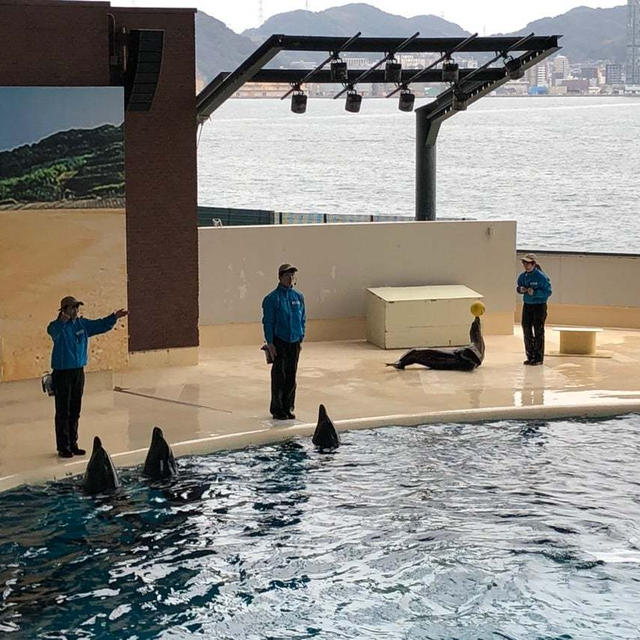 （下関市）海響館　スナメリの賢さにびっくり