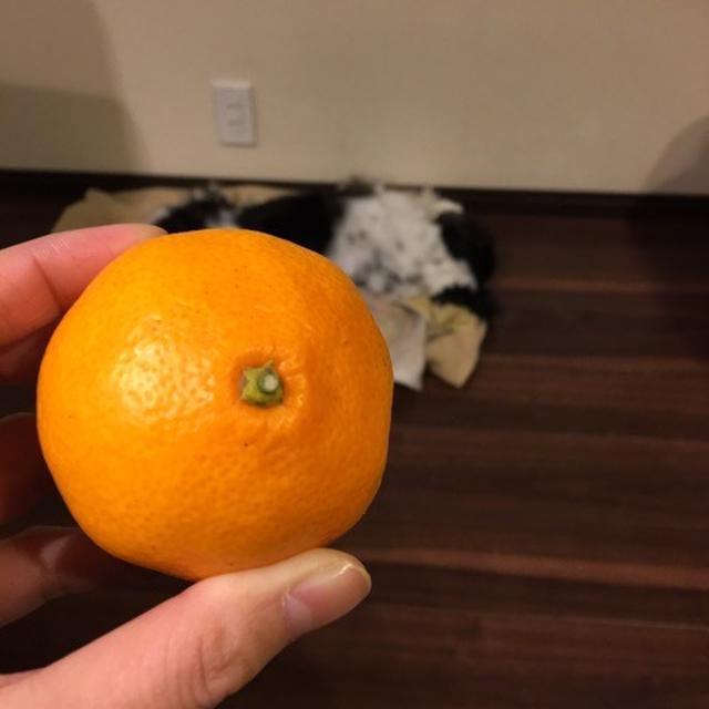 食べたいのに…
