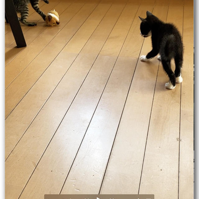 本日の仔猫ちゃん１5 〜動画付き〜