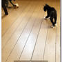 本日の仔猫ちゃん１5 〜動画付き〜