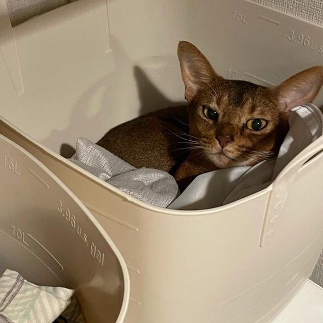 新しい猫ベッド？
