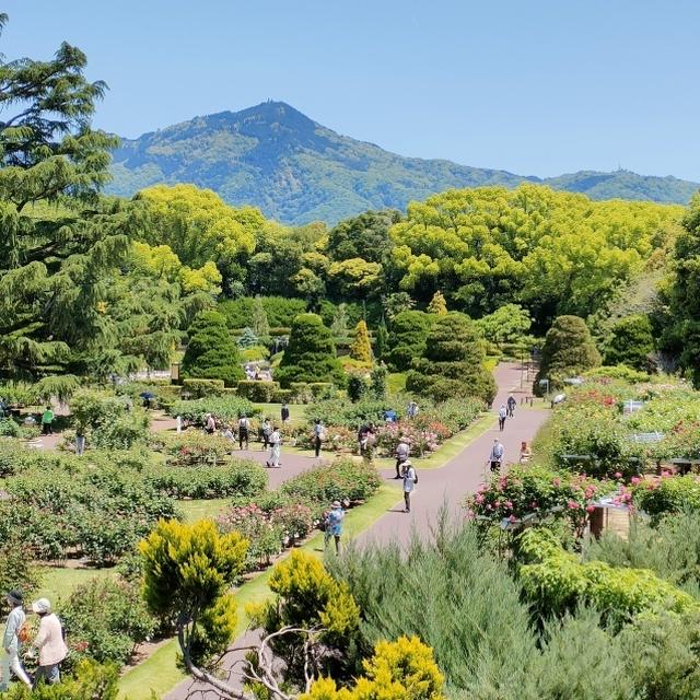 薔薇を愛でに行く