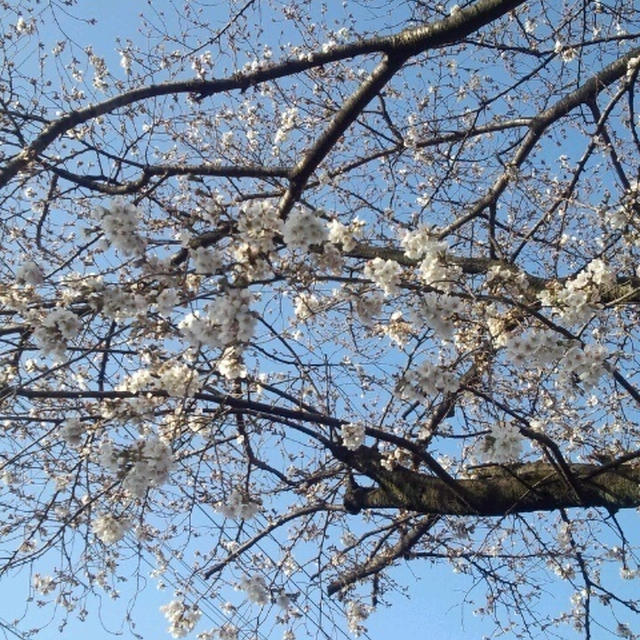 桜さくぅ～♪♪