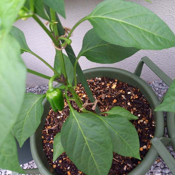 今夏のプランター菜園事情①